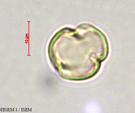 ISEM 1/Alchornea_iricurana_28006/Alchornea_iricurana_28006_0002(copy).jpg